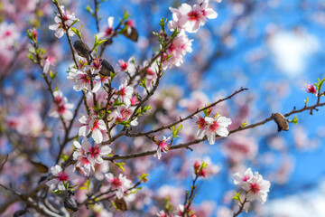 Branches of a flowering almond tree on a blue background. Springtime in Cyprus.