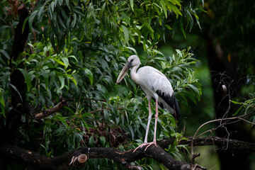 Asian Openbill
