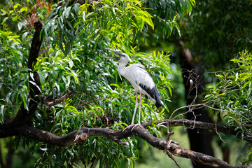 Asian Openbill