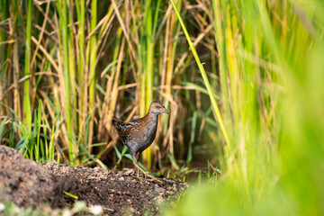 Baillon 's crake