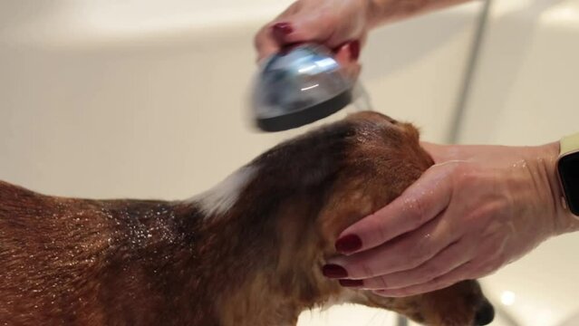 Groomer washing basenji dog at home