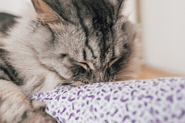 Valerian for the cat: plant intoxication for house tigers