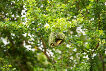 Obraz premium Baya Weaver