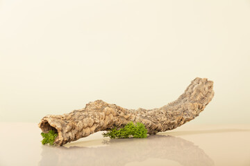 Trendy composition of dried branch on beige background. Product, cosmetic, perfume, jewellery mock up