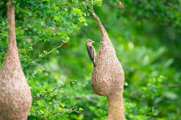 Baya Weaver Bird