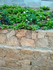 green ivy on the wall