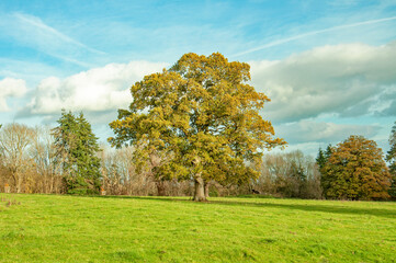 Fototapeta premium Autumn trees in the woods.