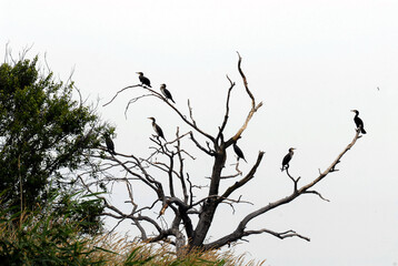Cormorants on the tree, Black birds on the tree, Poland