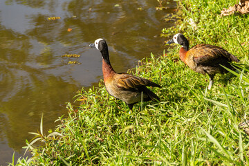 Dois patos nadando na lagoa em um parque público. Irerê (Dendrocygna viduata).