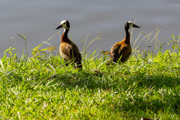 Dois patos nadando na lagoa em um parque público. Irerê (Dendrocygna viduata).