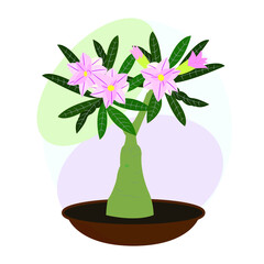 Indoor flower. Houseplant. Blooming adenium. Bonsai. Vector image
