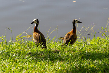 Dois patos nadando na lagoa em um parque público. Irerê (Dendrocygna viduata).