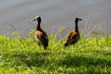 Dois patos nadando na lagoa em um parque público. Irerê (Dendrocygna viduata).