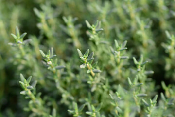 Fototapeta premium Garden thyme