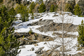 Morteratsch,  Gams, Gämse, Morteratschgletscher, Gletscher, Gletscherpfad, Gletscherweg, Bernina, Berninapass, Engadin, Alpen, Graubünden, Winter, Winterwanderweg, Schweiz