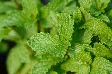 Bowles mint