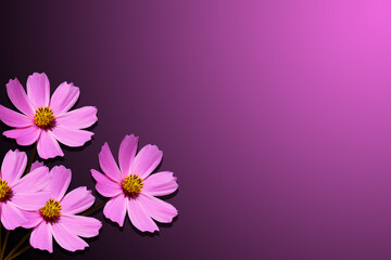 Obraz na płótnie Canvas pink cosmos background, pink flower as a holiday postcard design.