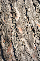 Black pine