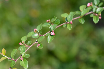 Few-flowered cotoneaster