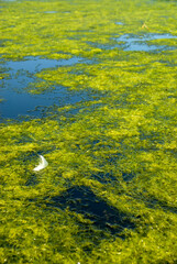 View of the lake on a sunny summer day, Poland