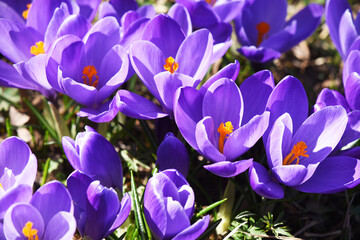 Violette Krokusblüten im Frühling auf Wiese