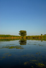 View of the lake on a sunny summer day, Poland