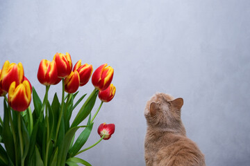 Tulips and red cat sitting with his back to camera.