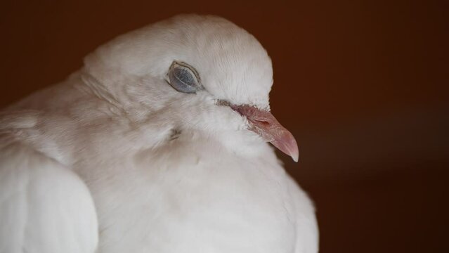 Super slow motion of white dove blinking with black eyes,macro close up