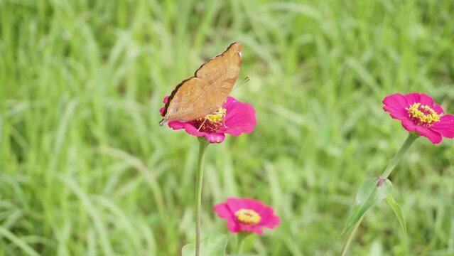 Close up shot of pretty Junonia iphita or Chocolate Soldier sitting on pink flower