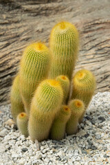 Close-up of Eriocactus (Parodia) cluster with cylindrical shapes and yellow sharp spines for an ornamental plant in the rock garden. 