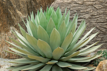 Close-up of a big green agave succulent plant with pointed leaves and sharp spines in the rock...
