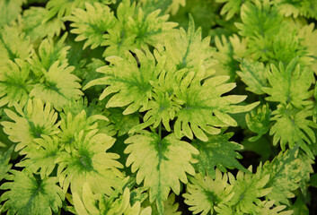 Natural background of Coleus plants (Painted Nettle) with green leaves. A leaf pattern with natural light in the garden.