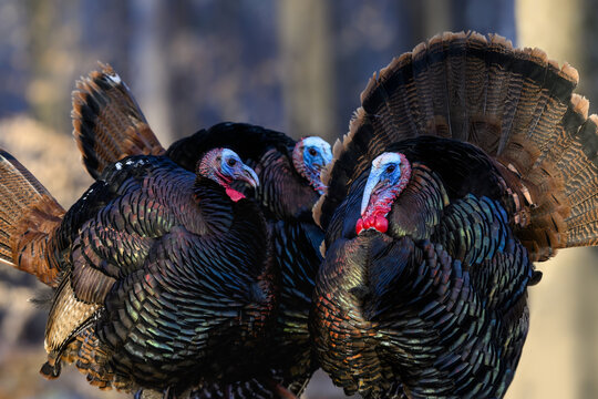 Male (tom) wild turkey with its tail feathers fanned out, standing on snow in early Spring 