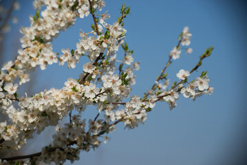 closeup of cherry blossom branch on blue sky background