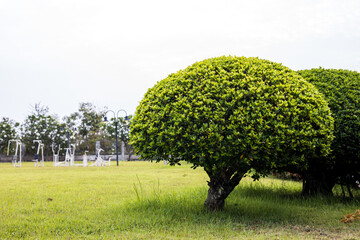 A low angle view, bonsai, spherical trees and beautifully pruned bushes of green leaves.