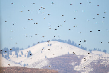 Flock of bohemian waxwings fly in a beautiful cloud filled sky on a cold winter day
