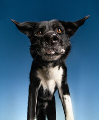 cute border collie waiting for treats outside