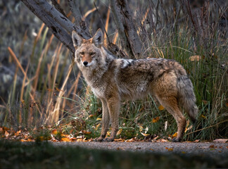 Beautiful photo of a wild coyote out in nature - obrazy, fototapety, plakaty
