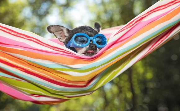 cute chihuahua in enjoying a hammock on a hot summer day