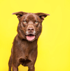 studio shot of a cute dog on an isolated background