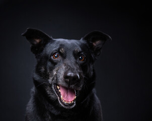 studio shot of a cute dog on an isolated background