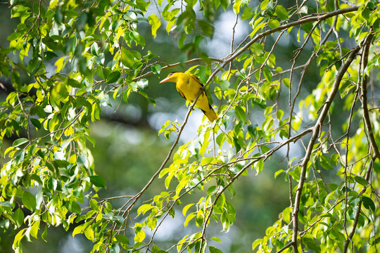 Black - Naped Oriole