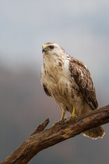 A white common buzzard (Buteo buteo)