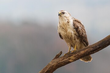 A white common buzzard (Buteo buteo)