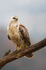 A white common buzzard (Buteo buteo)