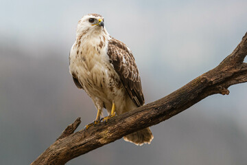 A white common buzzard (Buteo buteo)