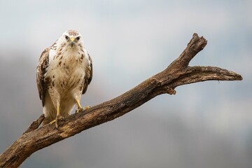A white common buzzard (Buteo buteo)