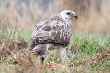 A white common buzzard (Buteo buteo)