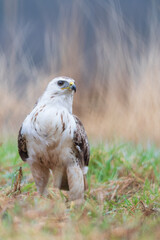 A white common buzzard (Buteo buteo)