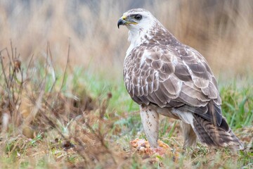 A white common buzzard (Buteo buteo)